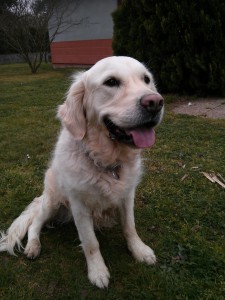 education canine