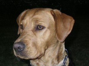 Education canine