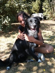 dressage chien