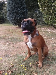 Dressage chien