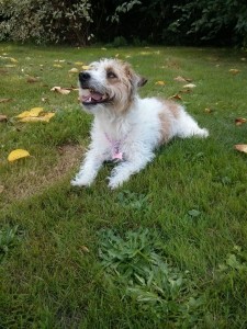 Dressage chien